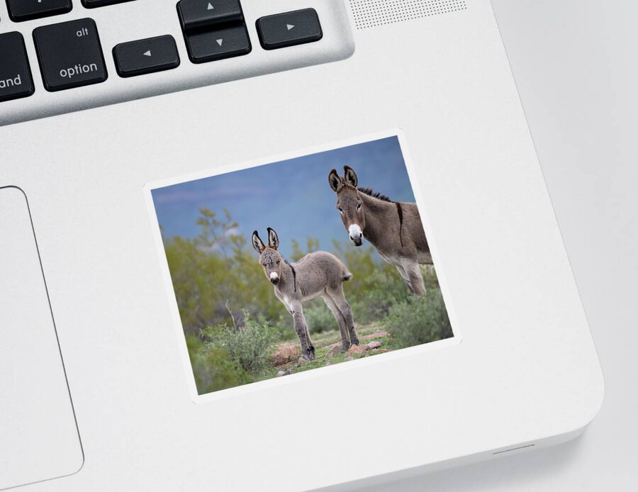 Wild Burro Sticker featuring the photograph Self Assured by Mary Hone