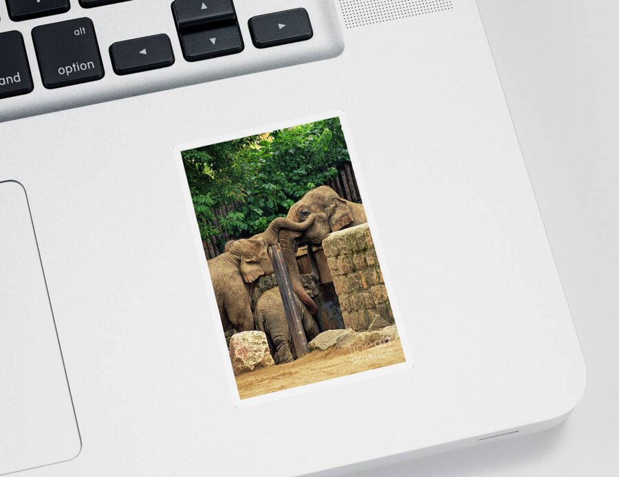 Elephants Sticker featuring the photograph Separated family of elephants hugging each other by Mendelex Photography