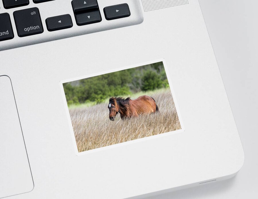  Sticker featuring the photograph Shackleford Banks Pony in the Medow by Jim Miller