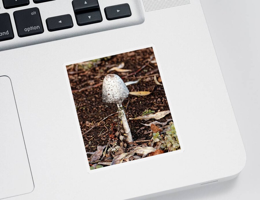 Shaggy Ink Cap Sticker featuring the photograph Shaggy Ink Cap by Jeff Townsend