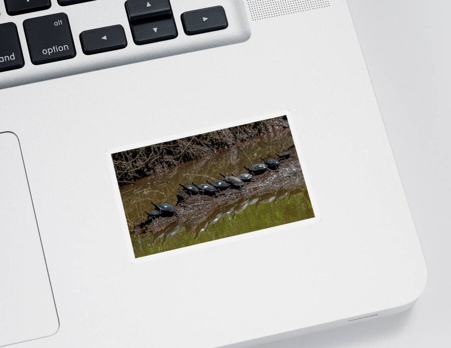 Animals Sticker featuring the photograph Sharing a log by Brian Shoemaker
