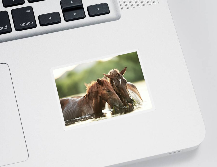 Salt River Wild Horses Sticker featuring the photograph Sharing by Shannon Hastings