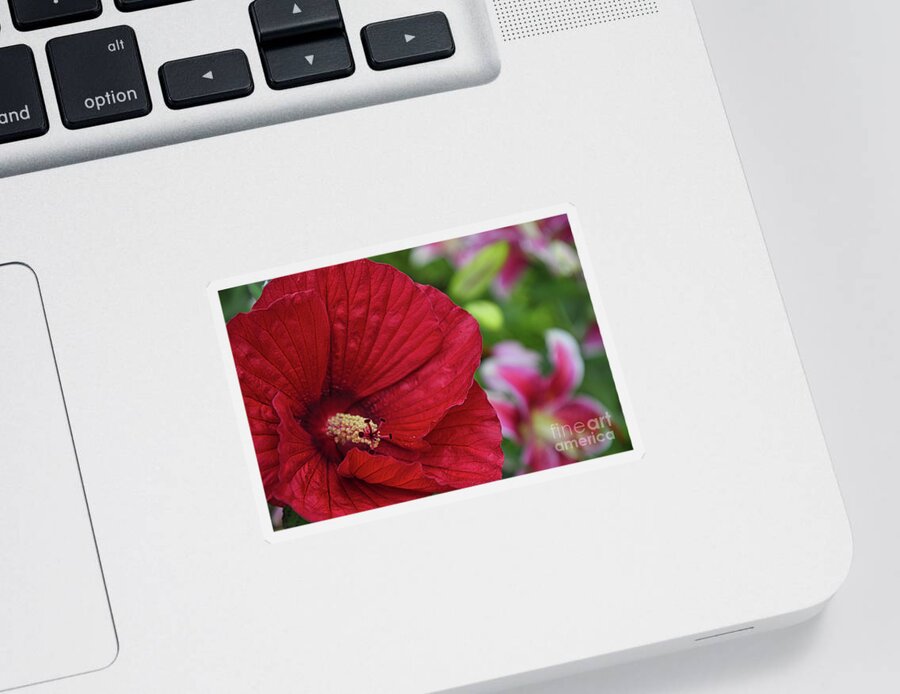 Flower Sticker featuring the photograph Sharp Hibiscus Flower by Amy Dundon