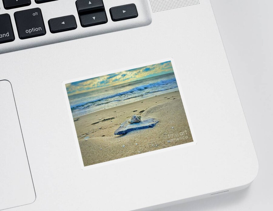 Bay Sticker featuring the photograph Shell in Focus by Maya Mey Aroyo
