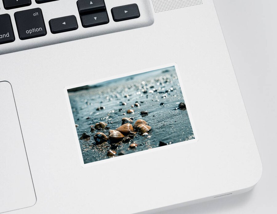 Art Sticker featuring the photograph Shells On a Wet Sandy Beach Along The Columbia River by Jason McPheeters