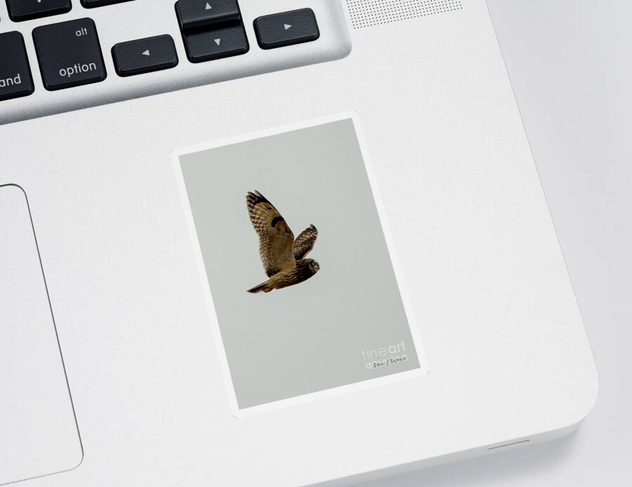 Natanson Sticker featuring the photograph Short eared Owl 4 by Steven Natanson