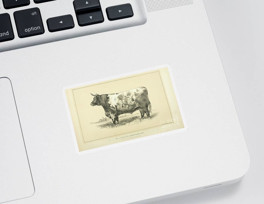 Shorthorn Sticker featuring the photograph Shorthorn ox q1 by Historic illustrations