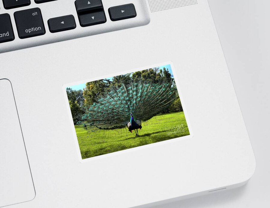 Peacock Sticker featuring the photograph Showing Off by Paolo Signorini