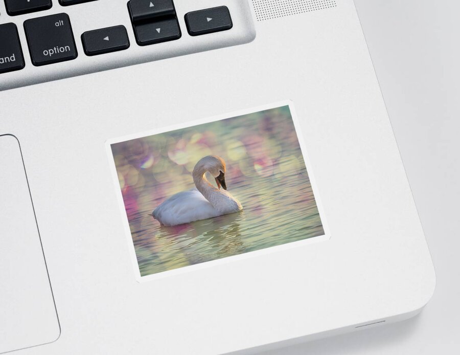 Bashful Sticker featuring the photograph Shy Swan by Patti Deters