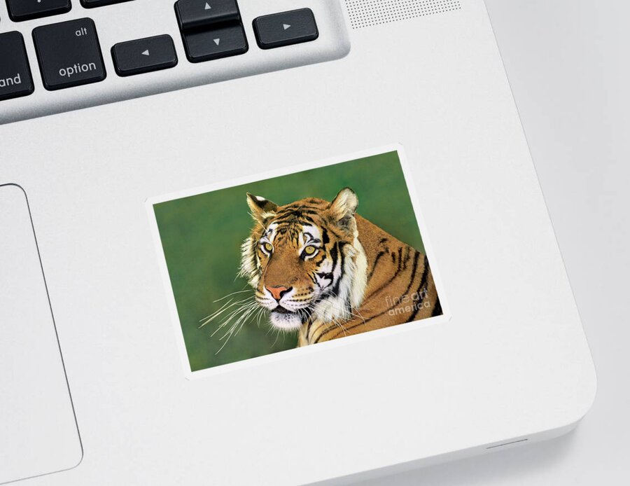 Siberian Tiger Sticker featuring the photograph Siberian Tiger Portrait Endangered Species Wildlife Rescue by Dave Welling