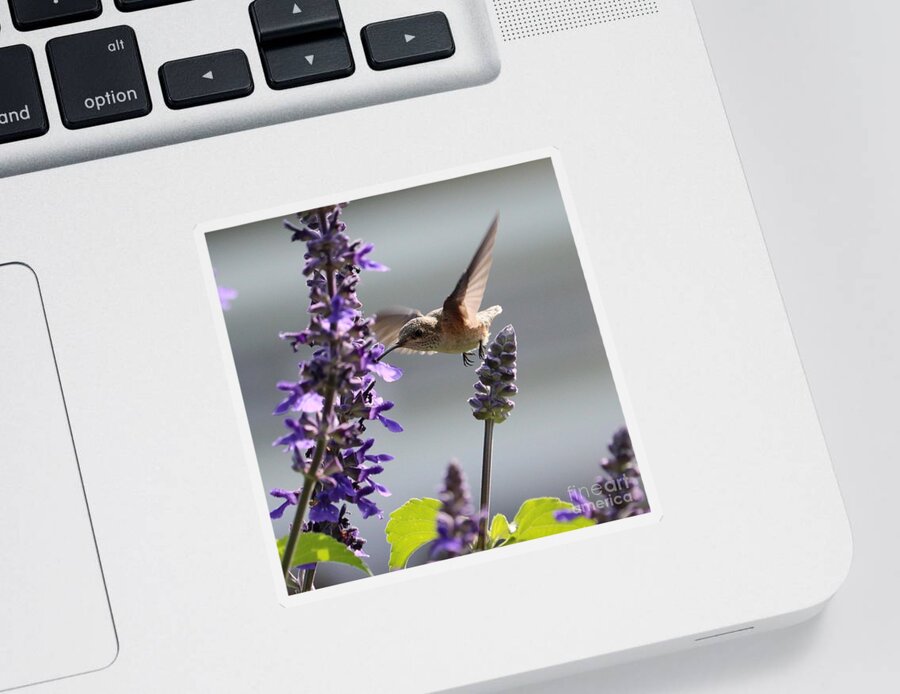 Hummingbird Sticker featuring the photograph Side Sipping Hummingbird Square by Carol Groenen