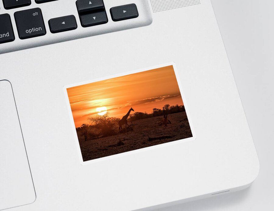 Giraffe Sticker featuring the photograph Silhouette of a Giraffe at Sunset at Okaukuejo In Etosha National Park by Belinda Greb