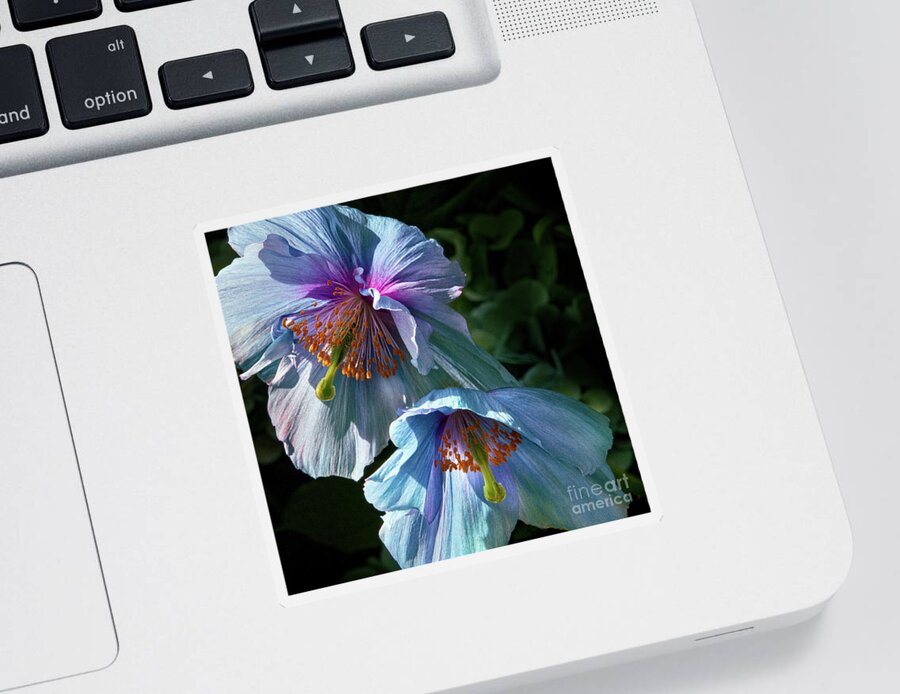 Conservatories Sticker featuring the photograph Silk Poppies by Marilyn Cornwell