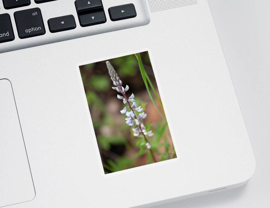Co Sticker featuring the photograph Silver Lupine by Doug Wittrock