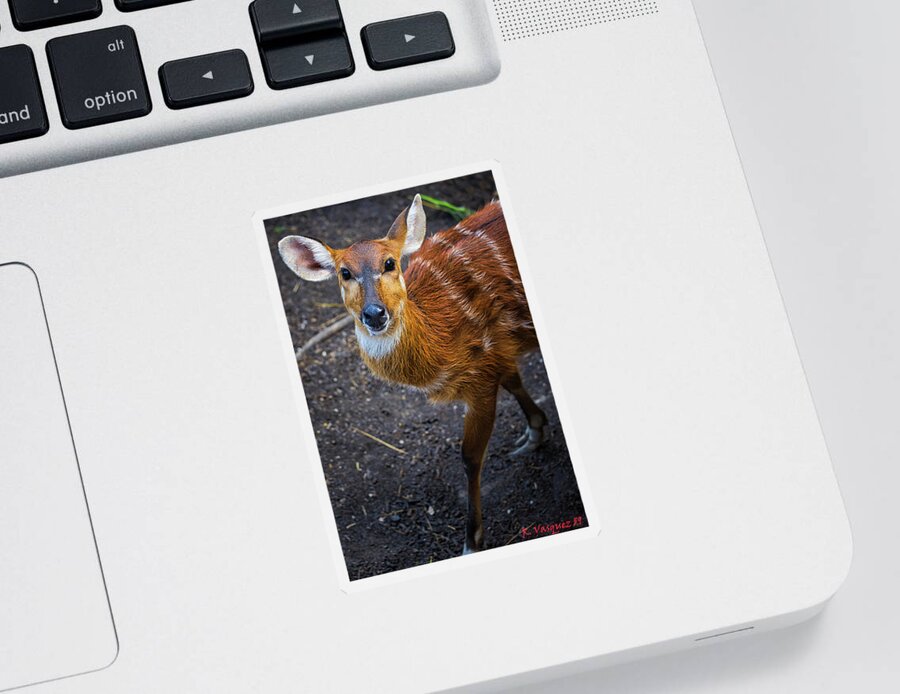 Sitatunga Sticker featuring the photograph Sitatunga Antelope by Rene Vasquez
