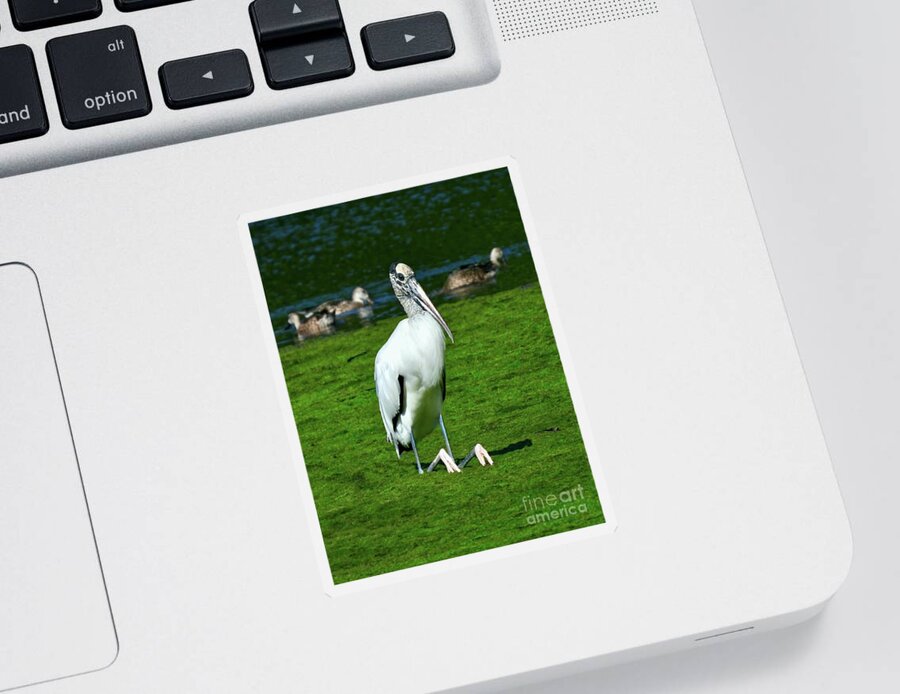 Wood Stork Sticker featuring the photograph Sitting Stork - Vertical by Beth Myer Photography