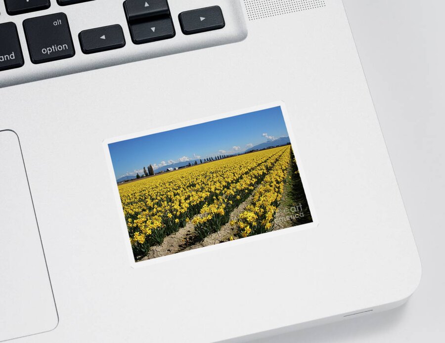Skagit Valley Daffodil Fields By Norma Appleton Sticker featuring the photograph Skagit Valley Daffodil Fields by Norma Appleton