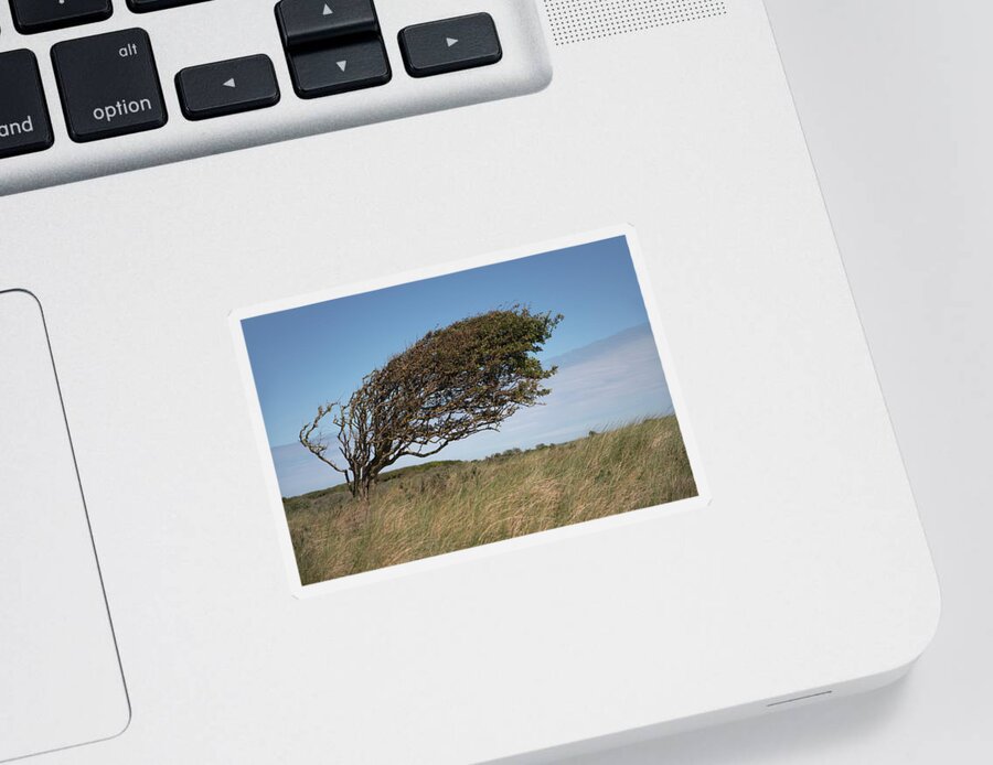 Slant Sticker featuring the photograph Slanting tree by Anges Van der Logt