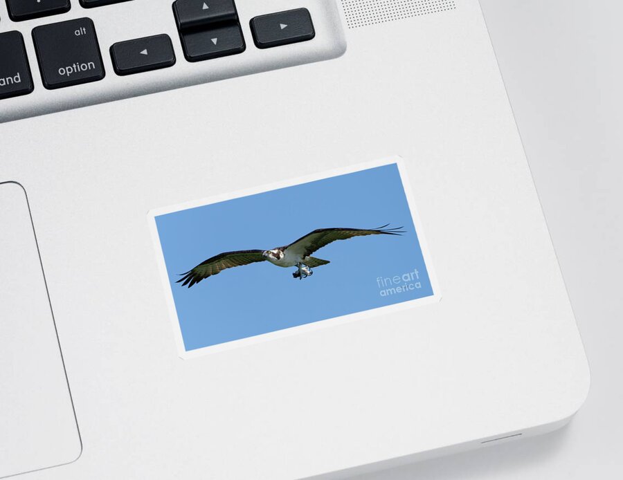 Bird Sticker featuring the photograph Small Catch by Marvin Spates