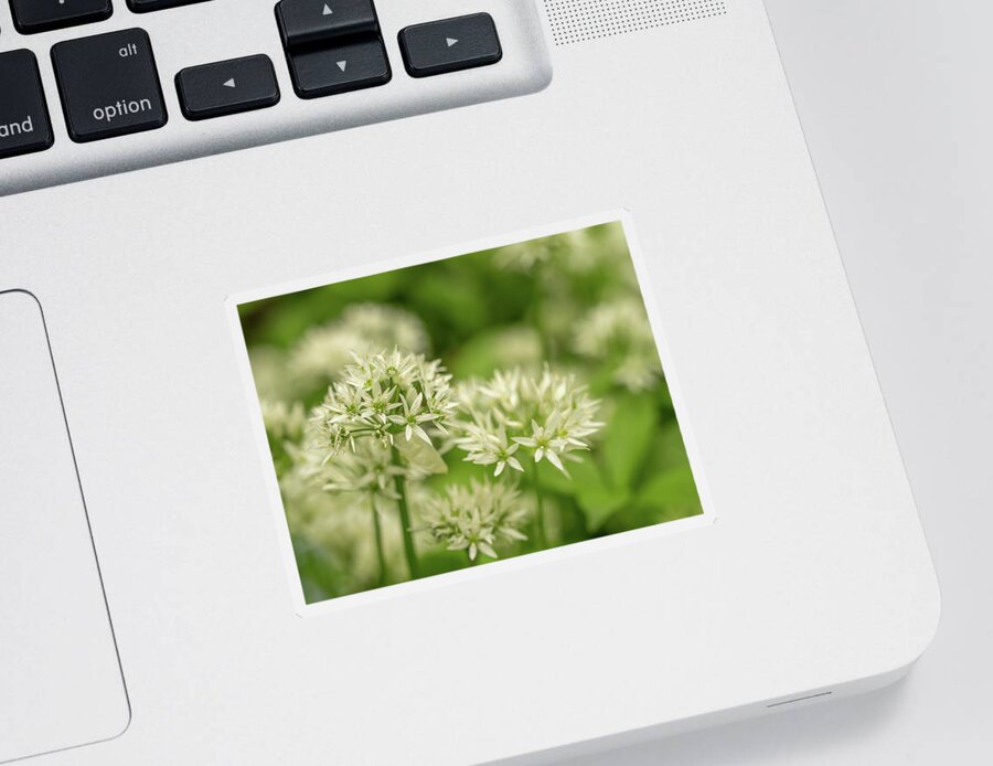 Wild Garlic Sticker featuring the photograph Smell the garlic by Average Images