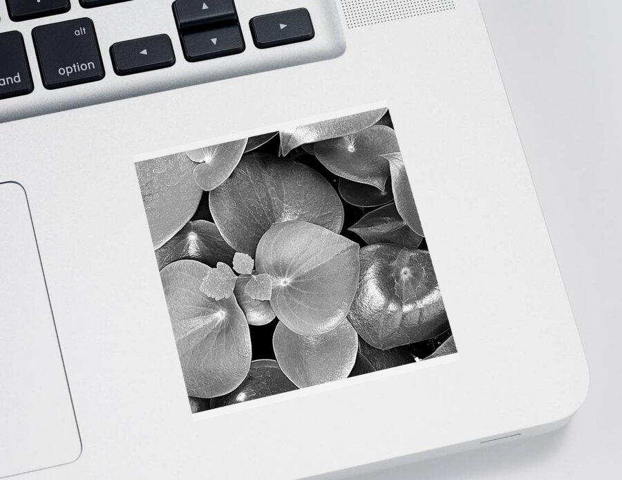 Leaf Sticker featuring the photograph Smooth Shiny and Green BW by Lee Darnell