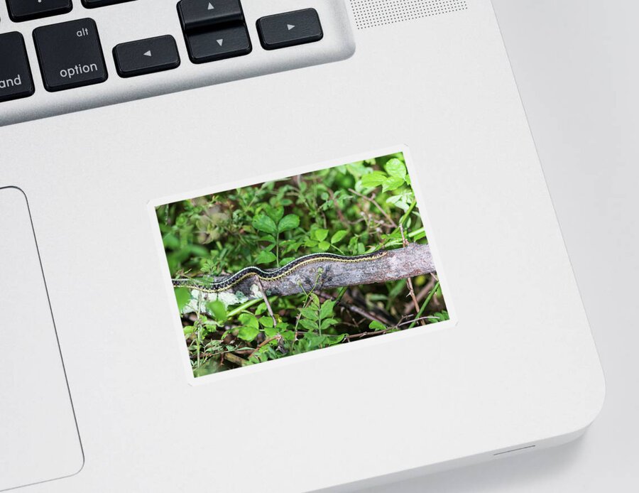 Reptile Sticker featuring the photograph Snake on a Log by Amelia Pearn