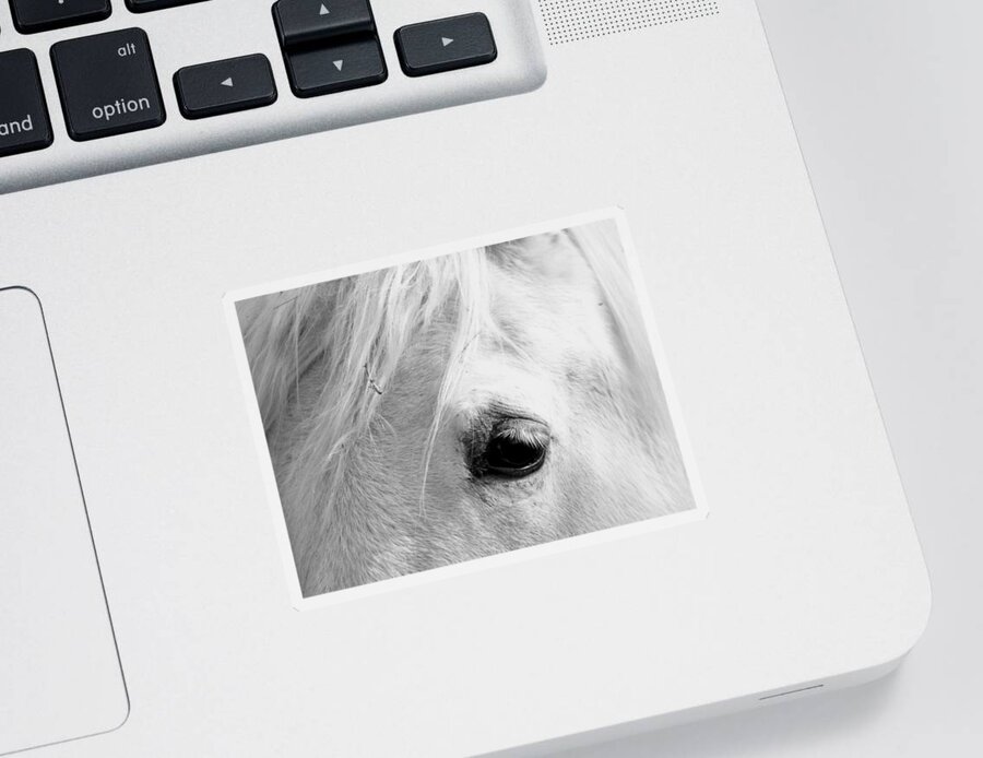 Horse Sticker featuring the photograph Snoopy's Eye by Amanda R Wright
