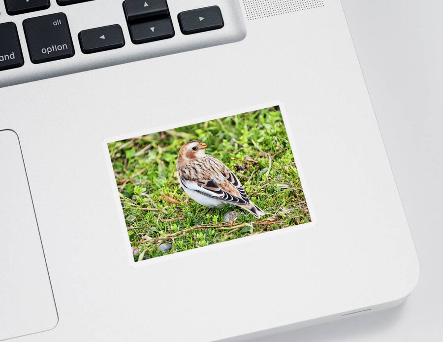 Snow Bunting Sticker featuring the photograph Snow Bunting by Peggy Collins