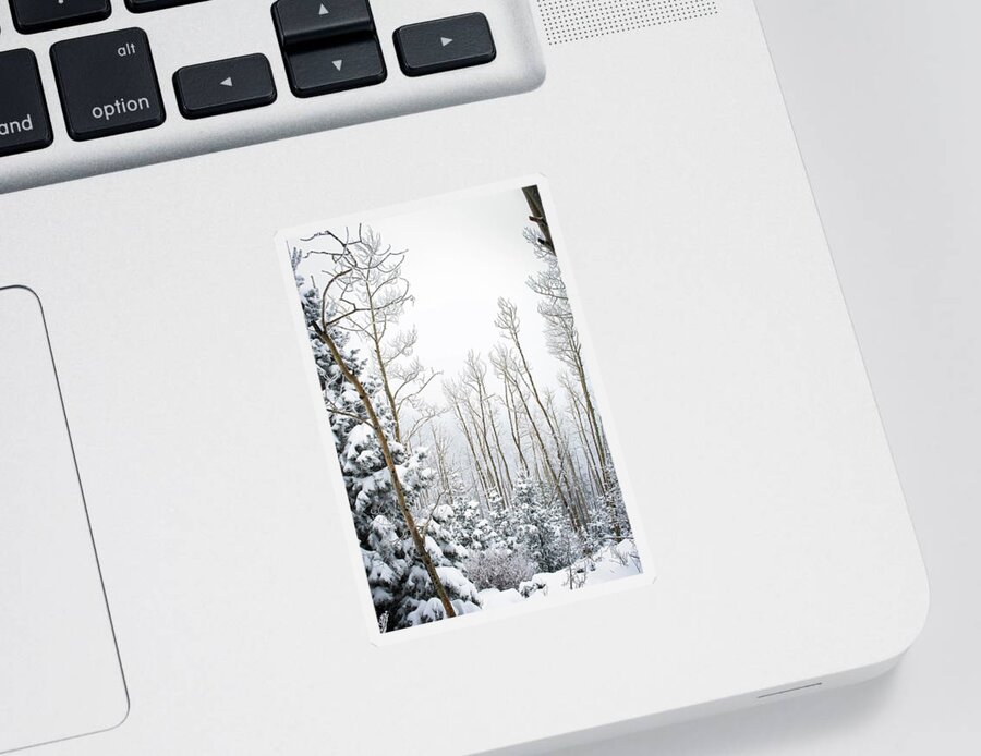 Snow Sticker featuring the photograph Snow Covered Aspen Grove by Rebecca Herranen