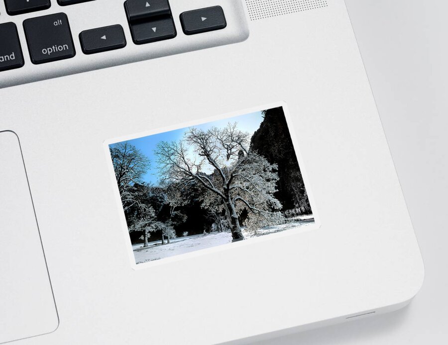 Dave Welling Sticker featuring the photograph Snow Covered Black Oaks Quercus Kelloggii Yosemite by Dave Welling
