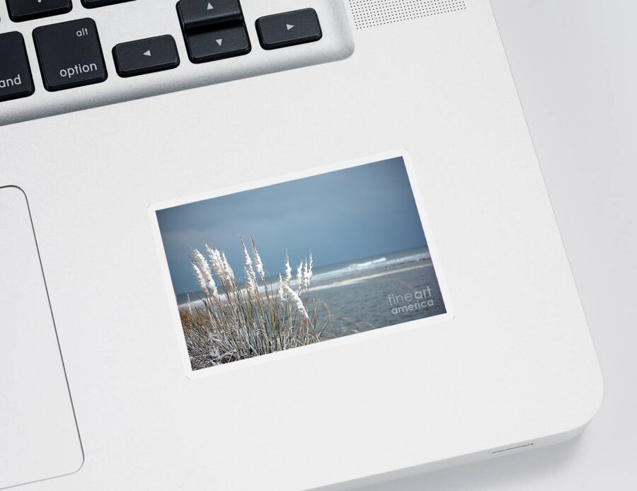 Snow Sticker featuring the photograph Snow Covered Sea Oats by Shannon Moseley