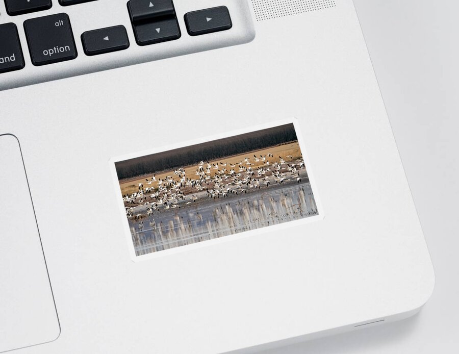 Snow Geese Sticker featuring the photograph Snow Geese 3444-020122-2 by Tam Ryan