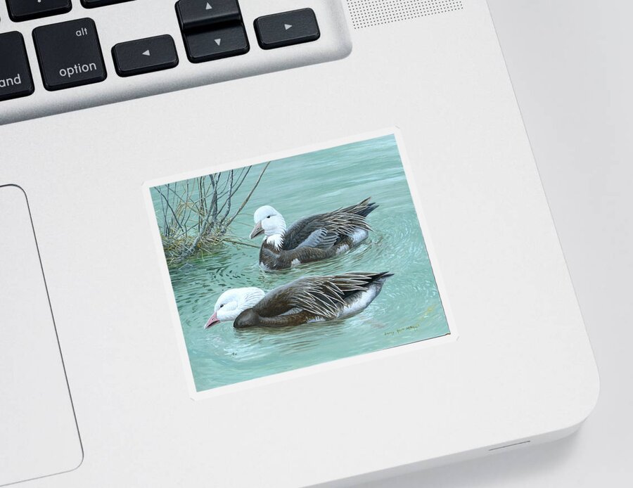 Snow Goose Sticker featuring the painting Snow Geese, Blue Morph by Barry Kent MacKay