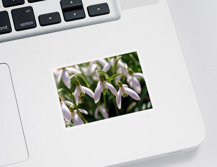 Snowdrop Sticker featuring the photograph Snowdrops by Arthur Oleary