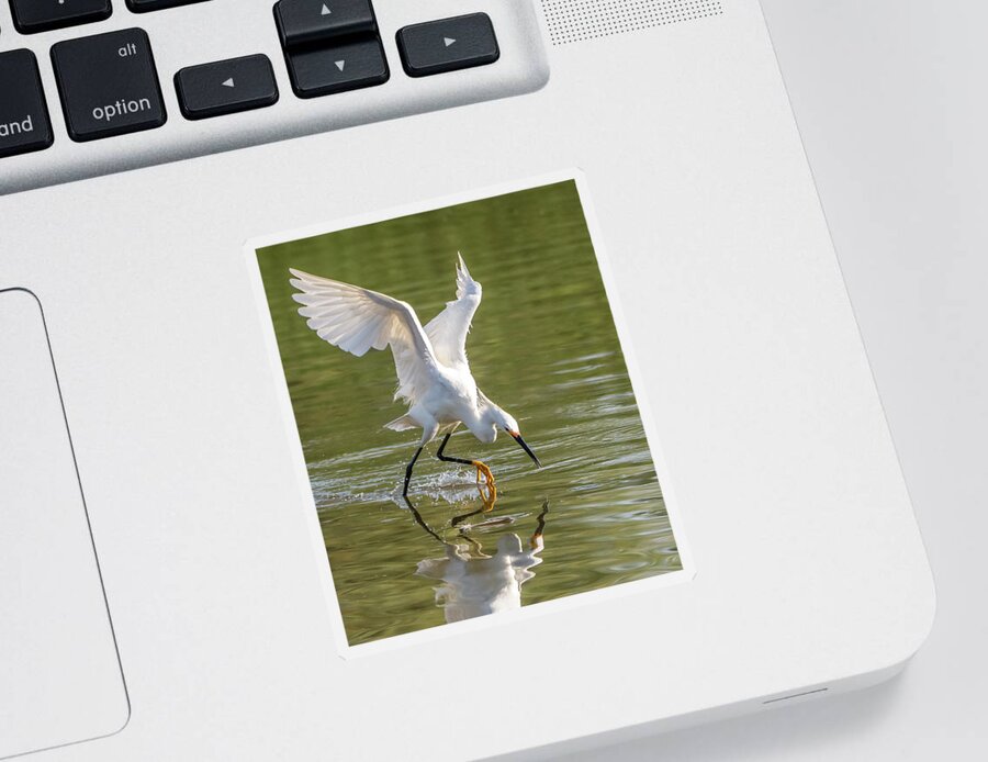 Snowy Egret Sticker featuring the photograph Snowy Egret 9122-061421-2 by Tam Ryan