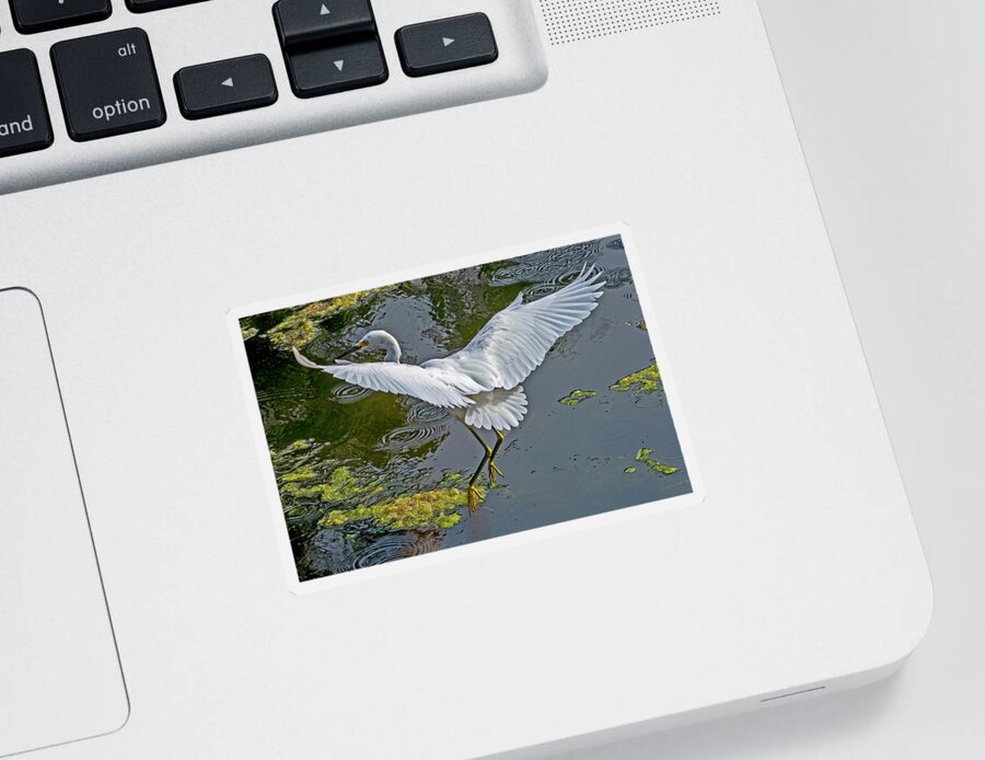  Sticker featuring the photograph Snowy Egret Landing #1 by Carla Brennan