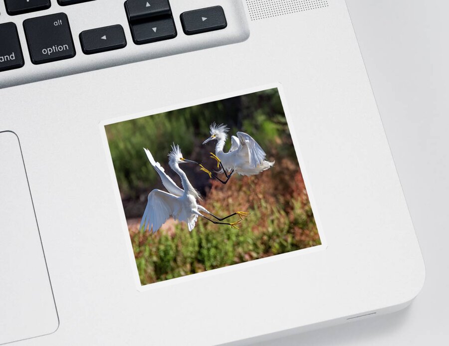 Snowy Egrets Sticker featuring the photograph Snowy Egrets 7004-052721-2 by Tam Ryan