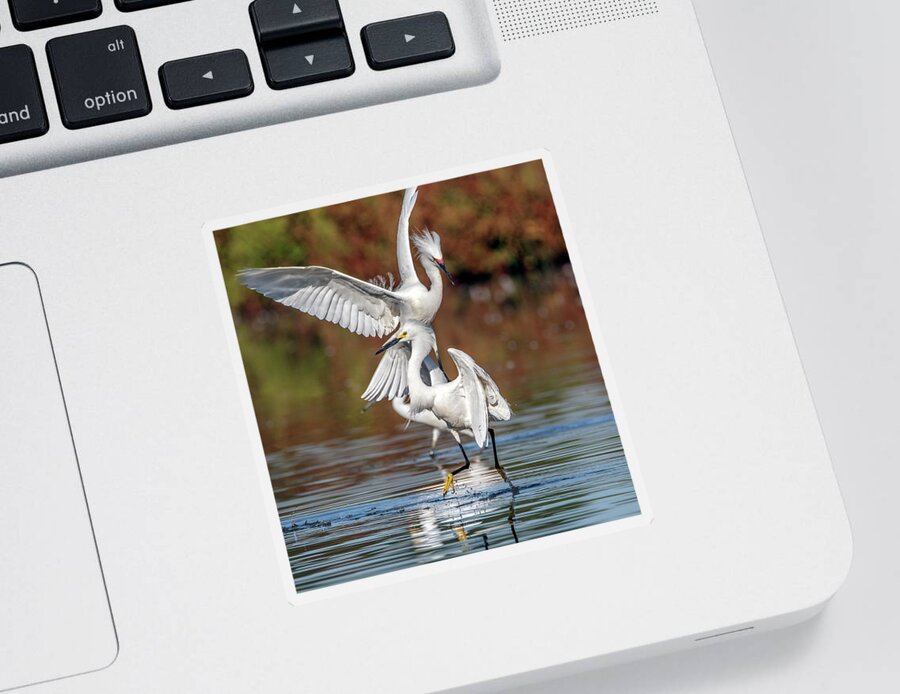 Snowy Egrets Sticker featuring the photograph Snowy Egrets Chase 6940-052721-2 by Tam Ryan