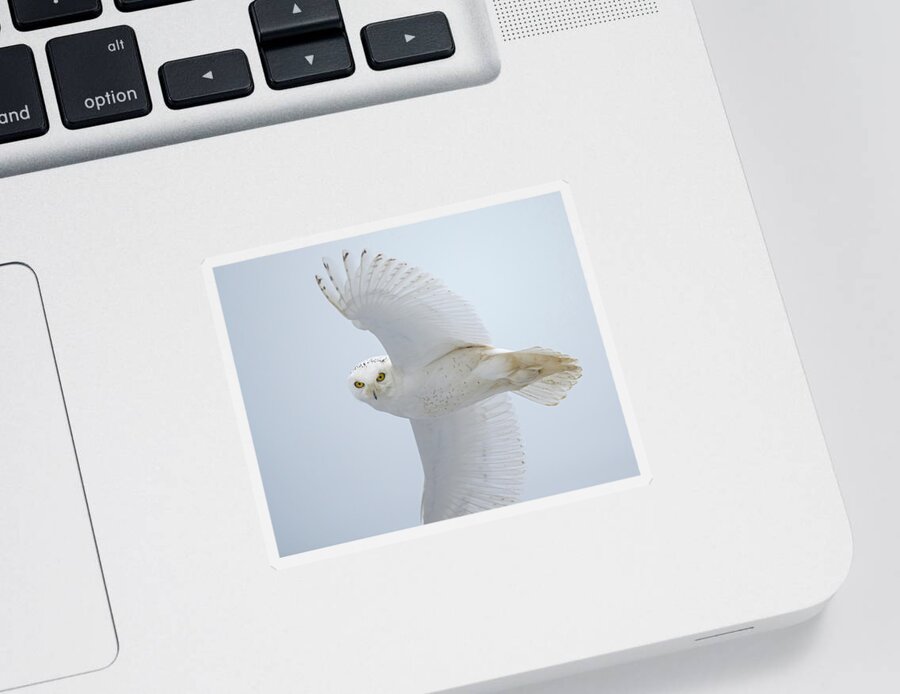 Snowy Owl Sticker featuring the photograph Snowy Glance by CR Courson