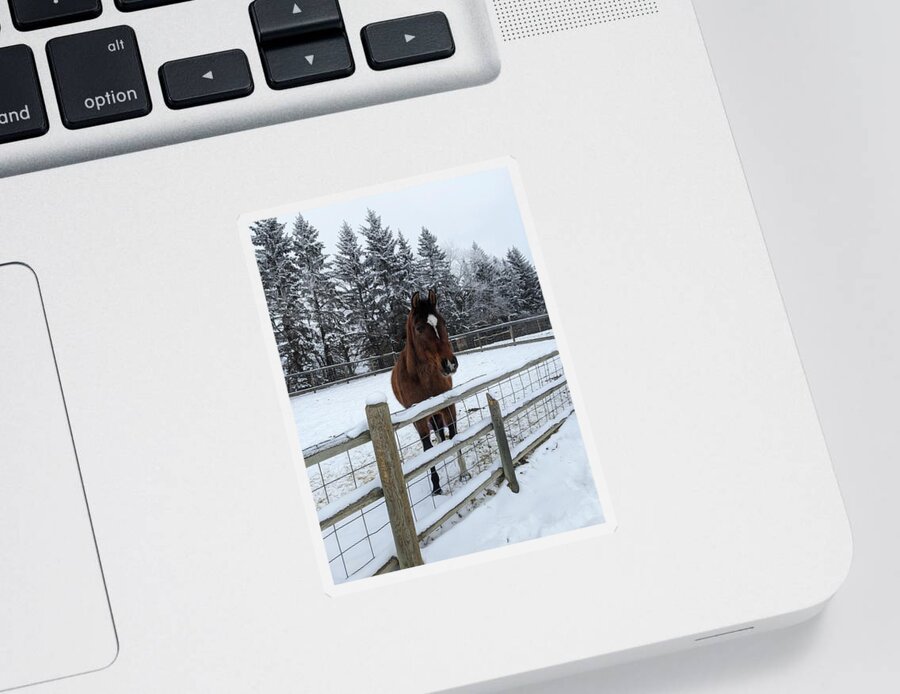 Horse Sticker featuring the photograph Snowy horse by Lisa Mutch