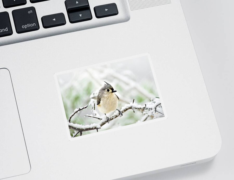 Bird Sticker featuring the mixed media Snowy Tufted Titmouse by Christina Rollo