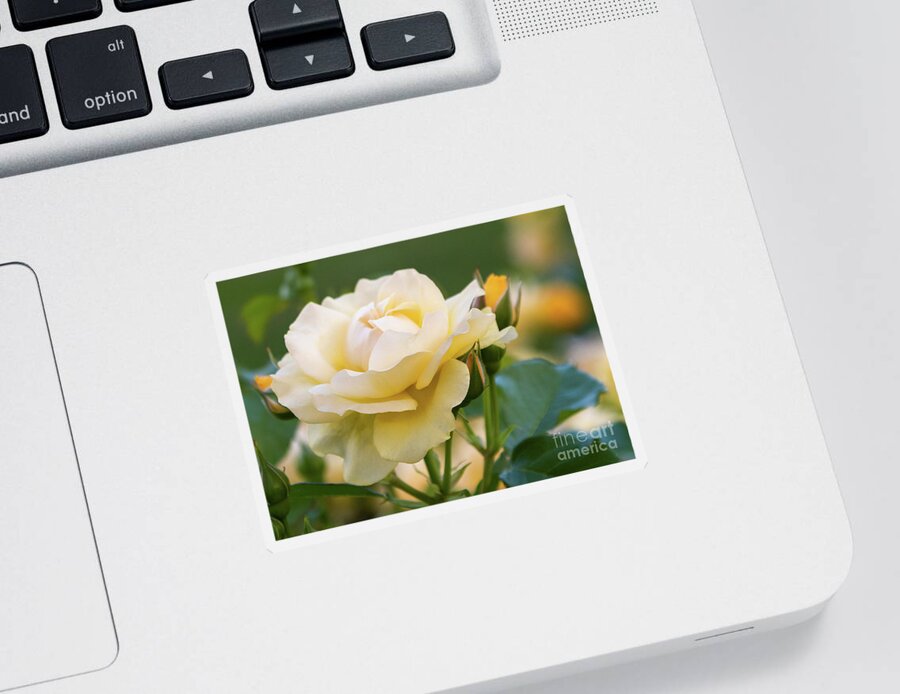 Rose Sticker featuring the photograph Soft Yellow Rose by Lorraine Cosgrove