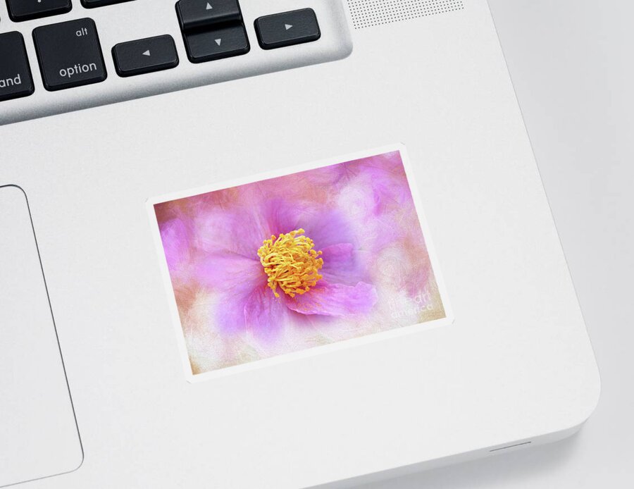 Pink Sticker featuring the digital art Softly Pink Camellia by Amy Dundon