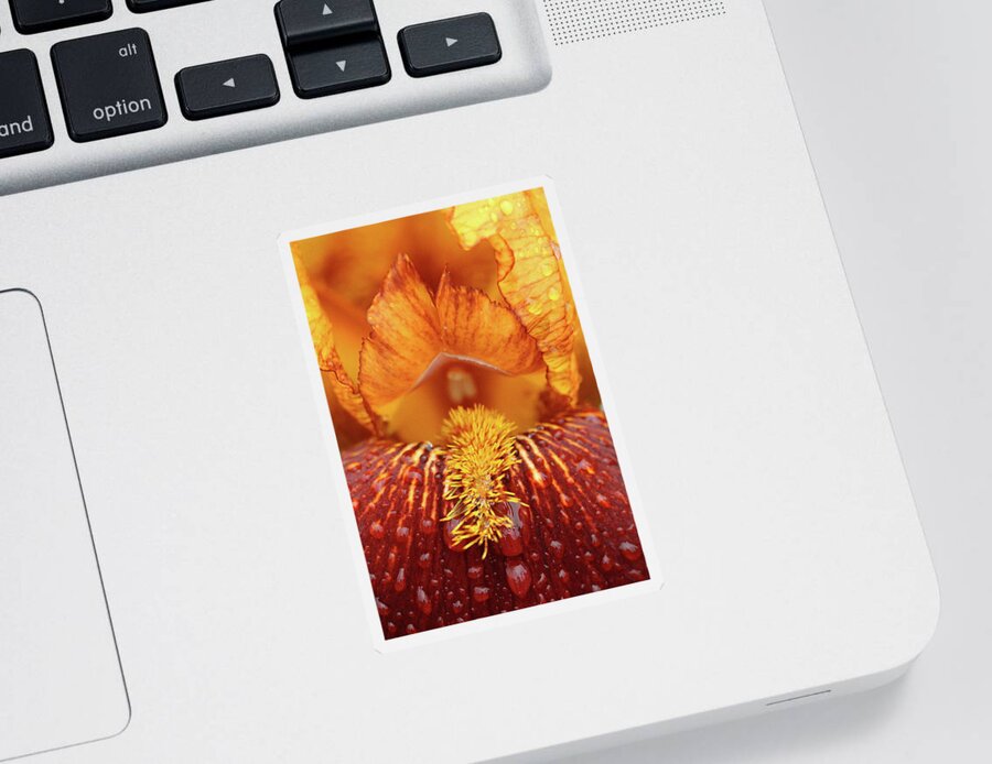 Flower Sticker featuring the photograph Soggy Iris by Lens Art Photography By Larry Trager