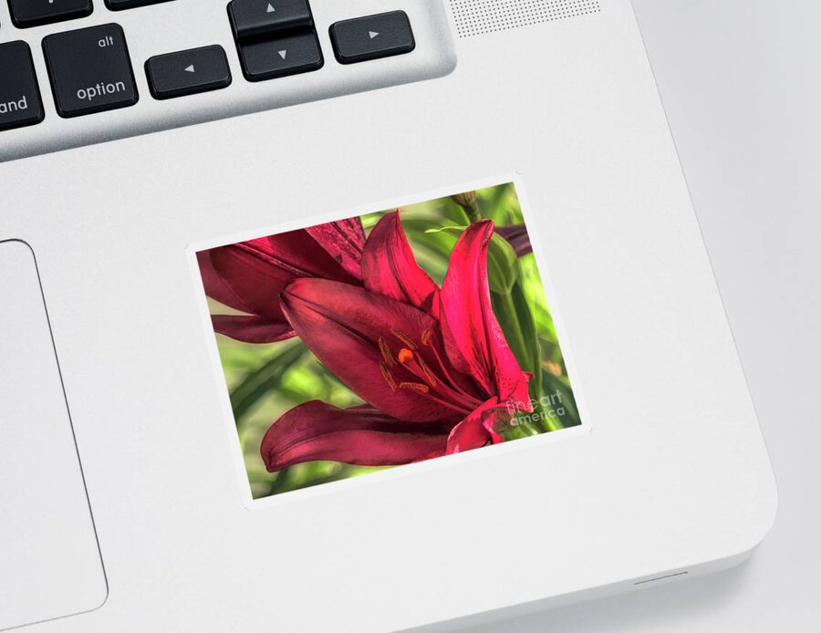 Lily Sticker featuring the digital art Solitary Asiatic Lily by Amy Dundon