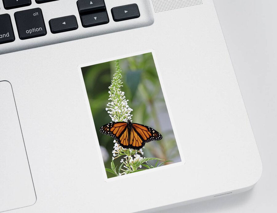 Monarch Butterfly Sticker featuring the photograph Solitary Monarch by Steve Templeton