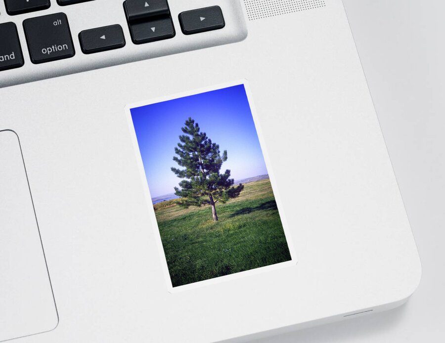 Solitary Sticker featuring the photograph Solitary Pine by Gordon James