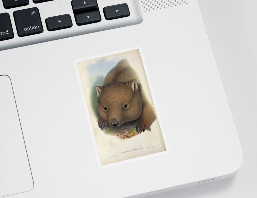 Marsupial Sticker featuring the drawing southern hairy-nosed wombat Lasiorhinus latifrons c5 by Historic Illustrations