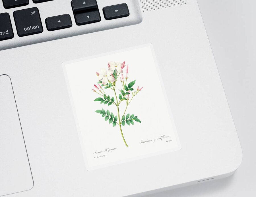 Jasmine Sticker featuring the painting Spanish Jasmine Flowers by World Art Collective