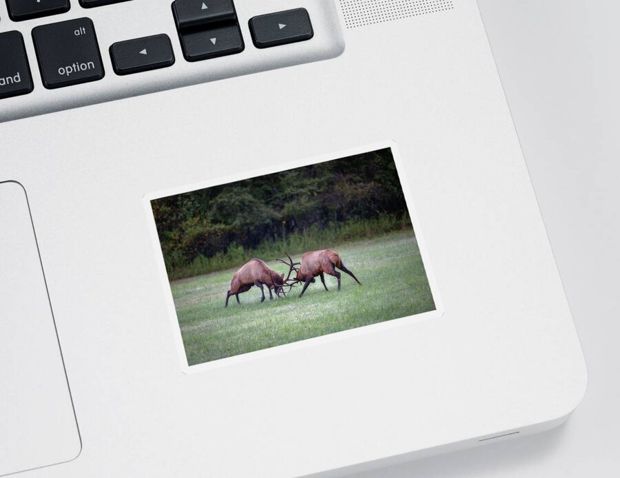 Great Smoky Mountains National Park Sticker featuring the photograph Sparring Elk #3 by Robert J Wagner